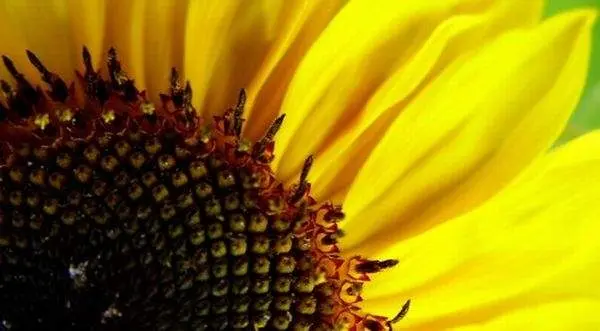 Подсолнечник