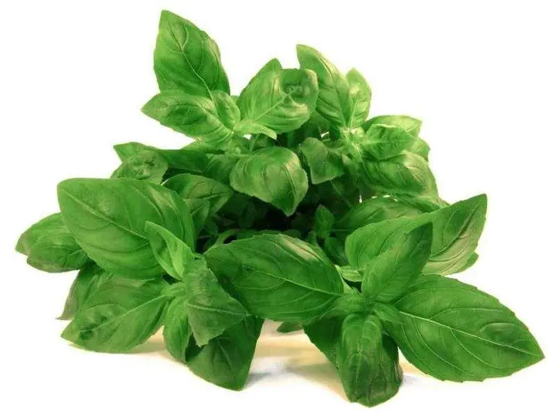 Пряно-Вкусовые Культуры