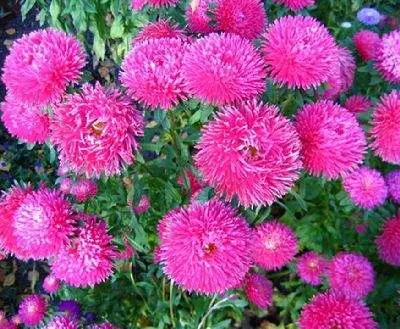 Однолетние растения