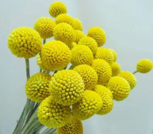 Декоративная Зелень