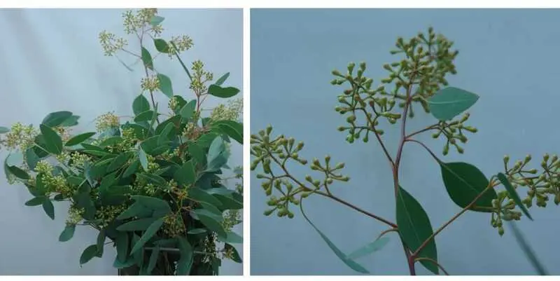 Листья Эвкалипта Популус Виз Берри (в уп. 3 шт.)