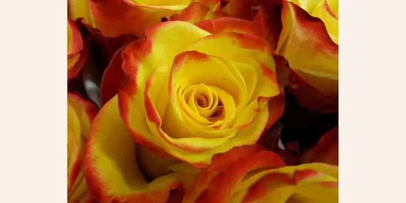 Хай Энд Елоу Флейм (70)