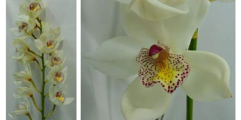 Цимбидиум Вайт