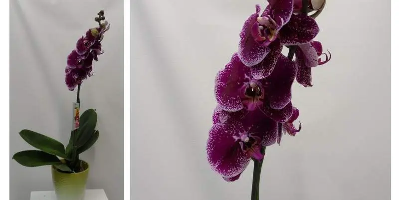 Фаленопсис Пёрпл 1 ст. Д12