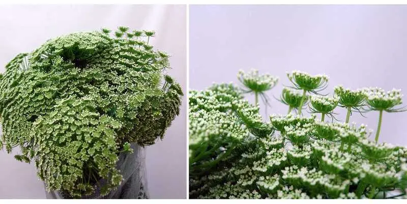 Аммимаус Виснага (70)