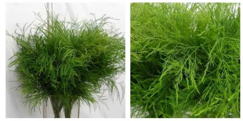 Триферн Перн Бурч