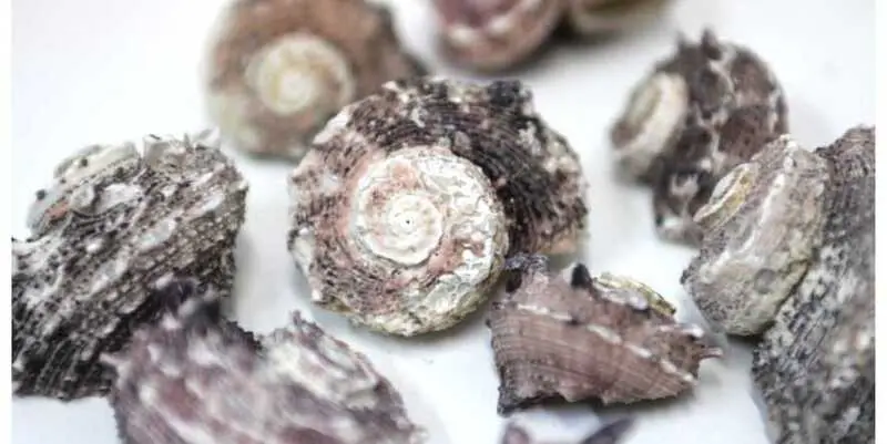 Набор Ракушек Laciniata