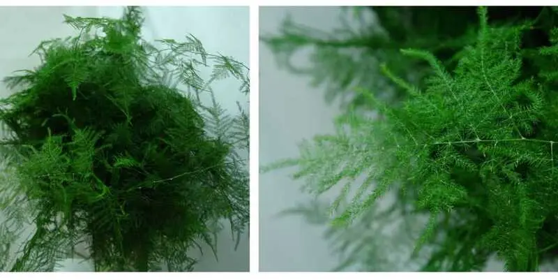 Аспарагус Экстра (80)