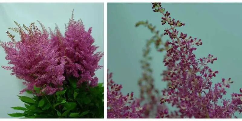 Астильба Ритм энд Блюз