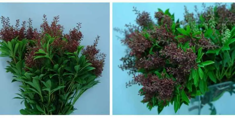 Пиерис Купидо (85)