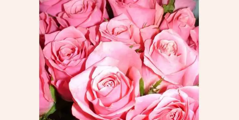 Роза Айс Пинк