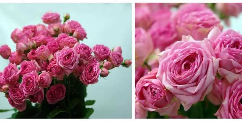 Супер Сенсейшн (80)