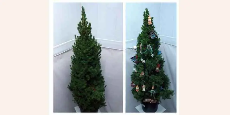 Пицея Глаука Коника Д30 Н125