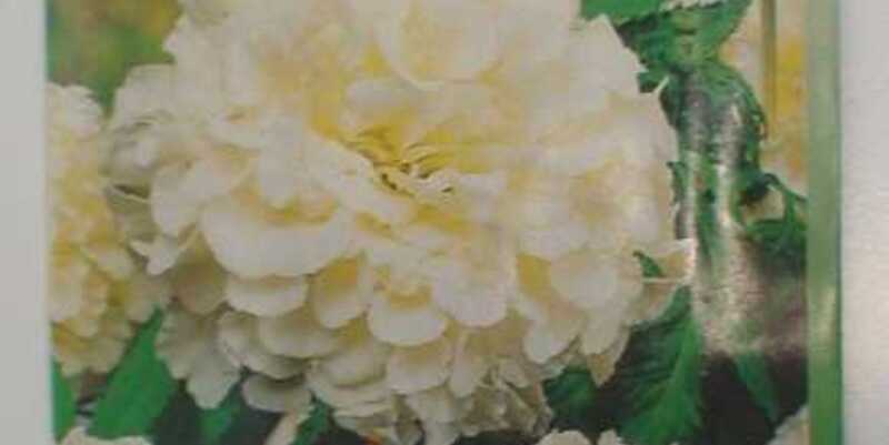 Бархатцы "Килиманджаро"