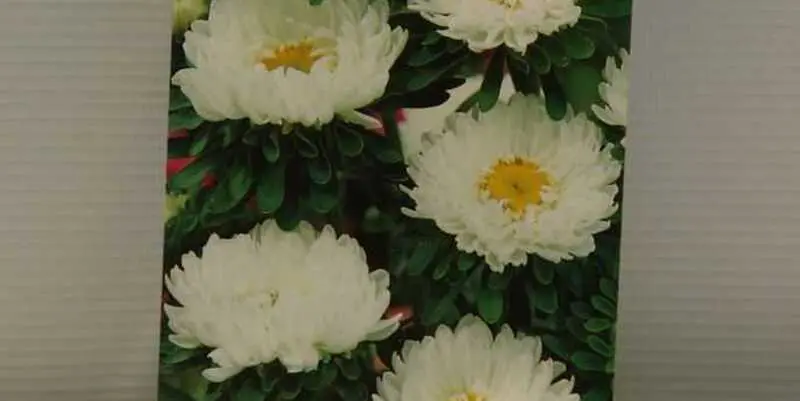 Астра Матсумото Белая