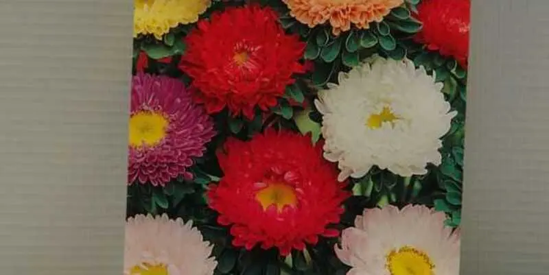 Астра Матсумото смесь