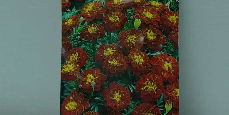 Бархатцы Кармен