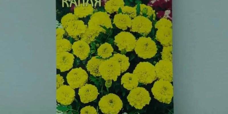 Бархатцы Лимонная Капля