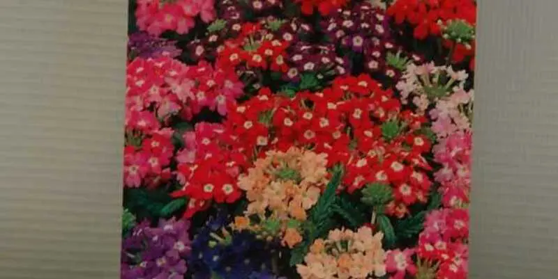 Вербена Флорист