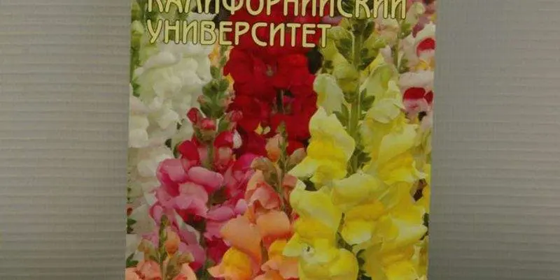 Львиный Зев Крупноцветковый Калифорнийский Университет