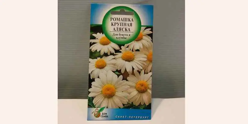 Ромашка крупная Аляска