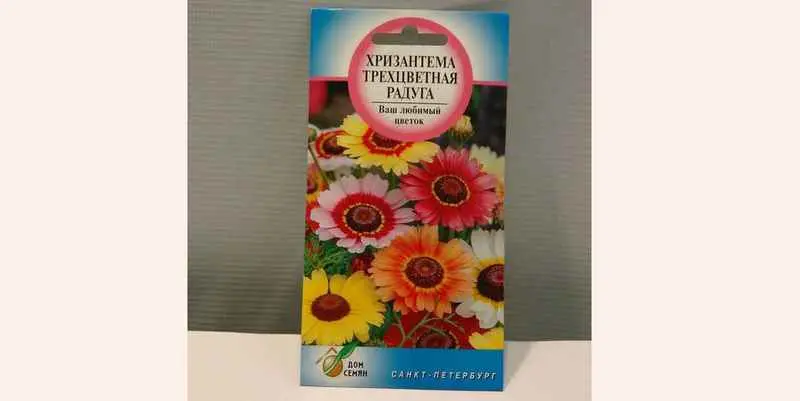 Хризантема Трехцветная Радуга