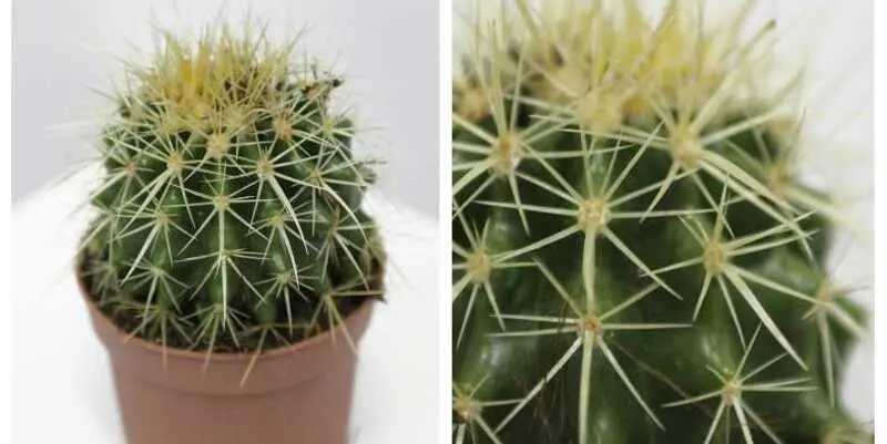 Кактус микс Д9