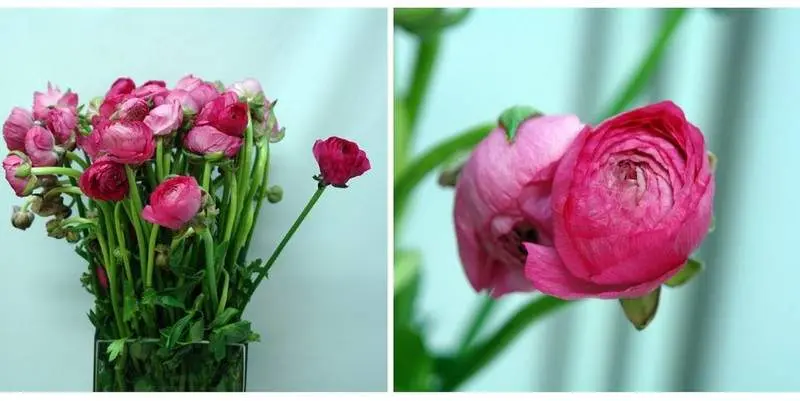 Ранункулус элеганс хот пинк