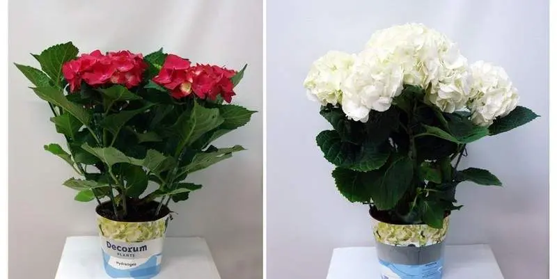 Гидрангея Д15