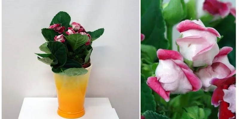 Синнингия махровый микс Д12