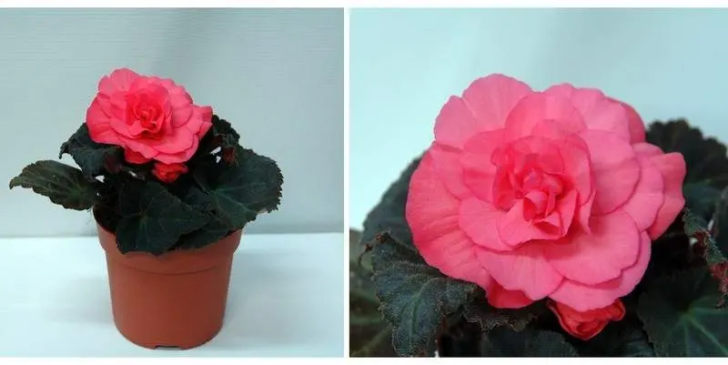 Бегония Клубневая Д10