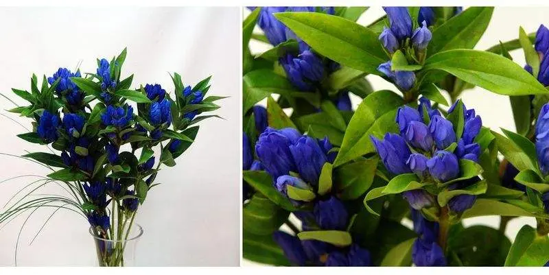 Декоративная Зелень Гентиана (горечавка)