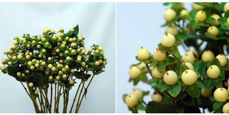 Декоративная Зелень Гиперикум Меджикал Ивори