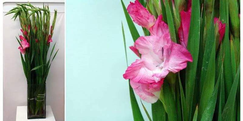 Гладиолус Виолет Кинг