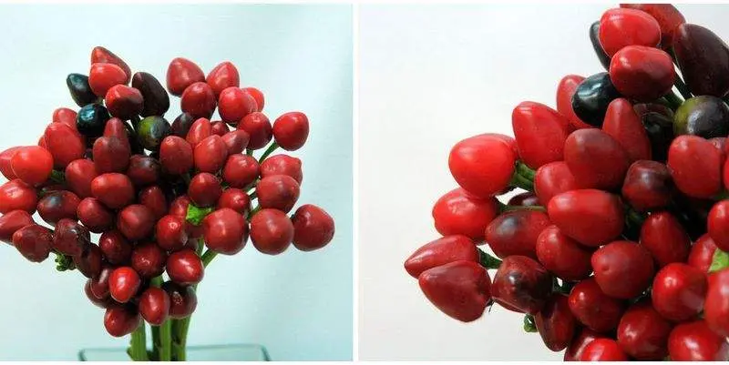 Декоративная Зелень Перец Ред Кэнди