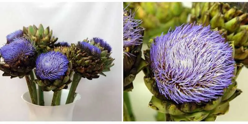 Цинара Лаон (артишок)