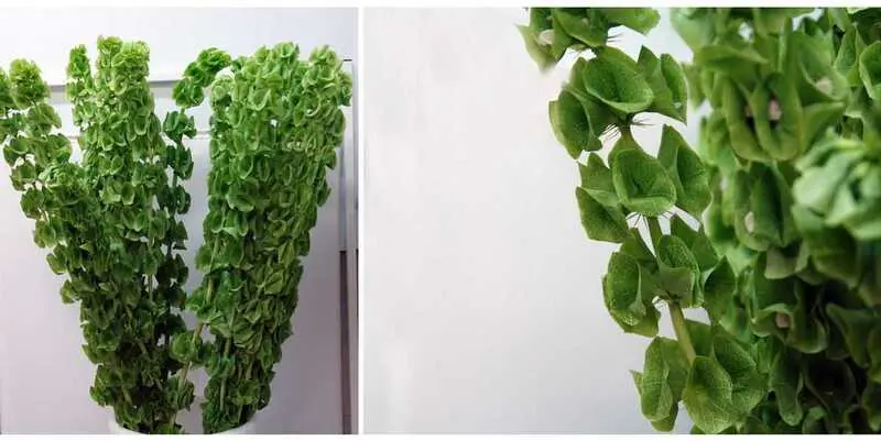 Молюцелла (100)