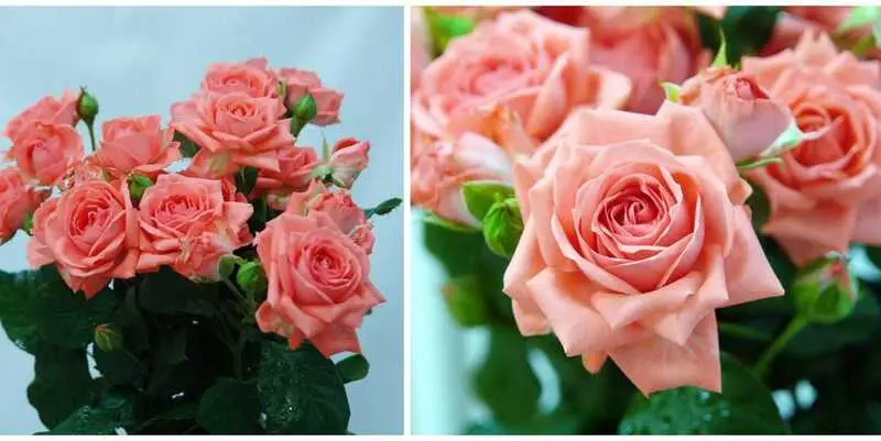 Барбадос (80)