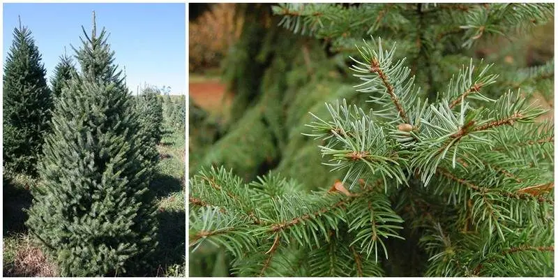 Живая Сербская Ель