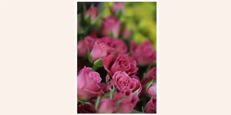 Роза Лавли Лидия