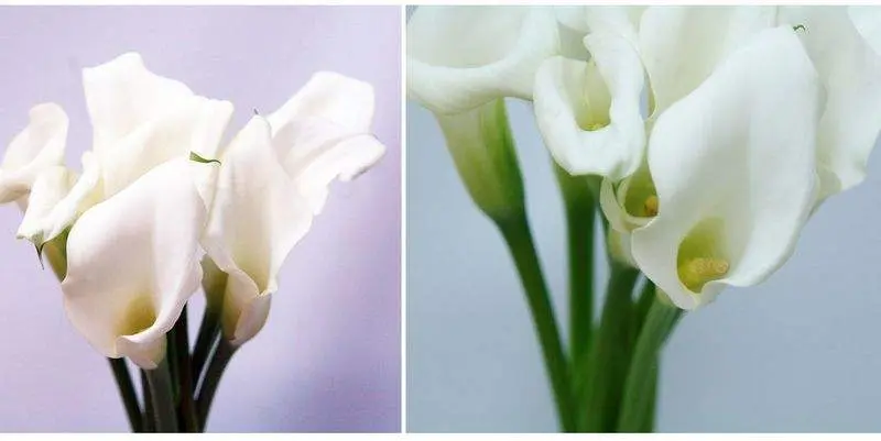 Разное Калла Кристал Блаш