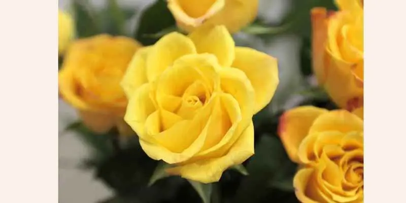 Мари Клер  (70)