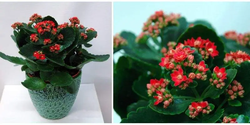 Каланхоэ Каландива Д15 Н30