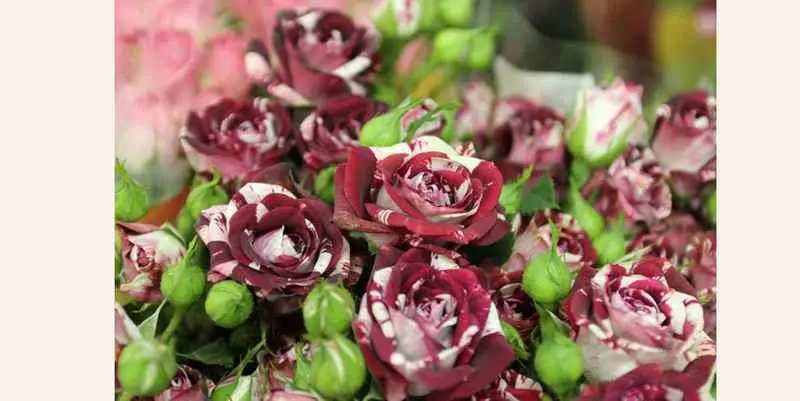 Роза Флэш Найт