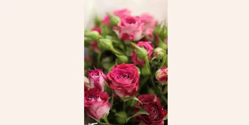 Роза Натали