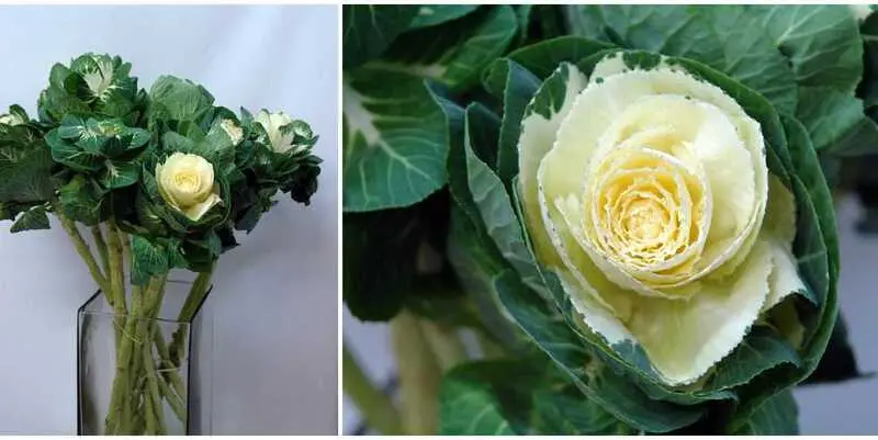 Брассика Кобланк