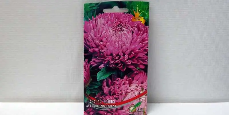 Астра Пионовидная Розовая Башня