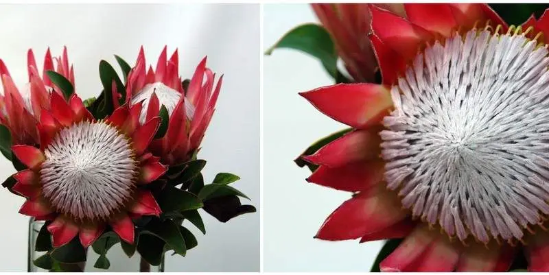 Протея Цинароидес Медиба