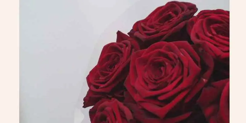 Роза Рэд Наоми