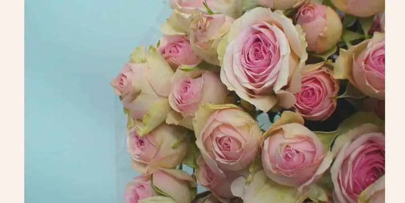 Роза Вендинг Бэлл